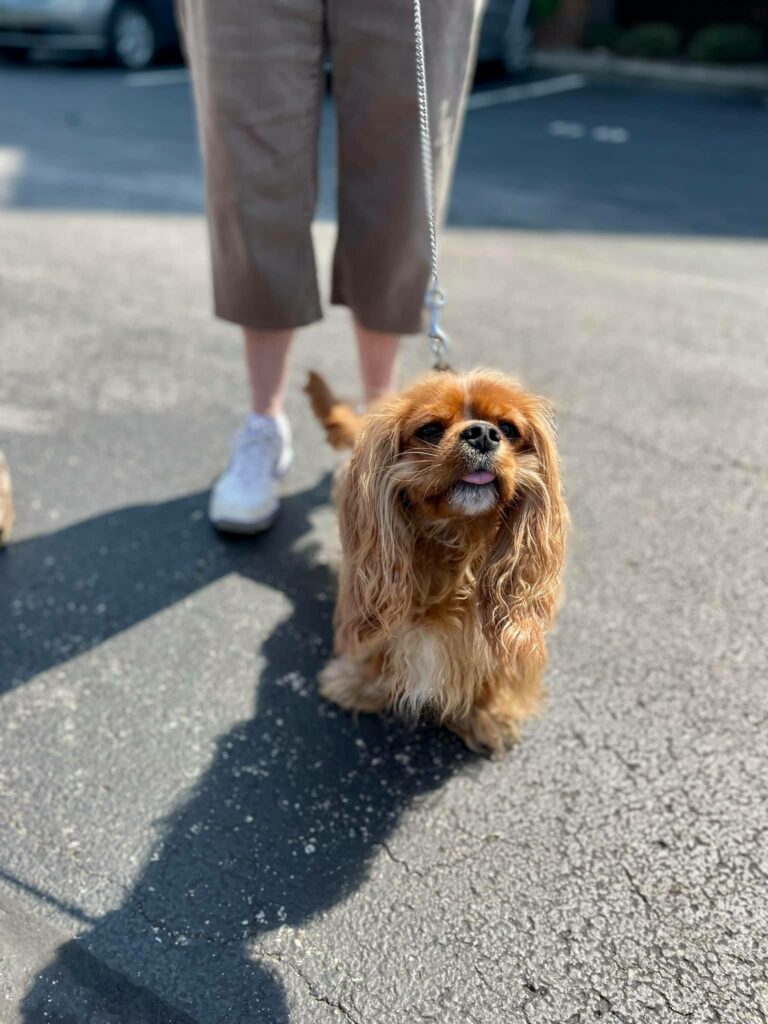 Senior resident's small reddish brown dog